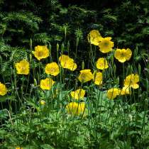 Меконопсис камбрийский. Семена с доставкой по России, в Томске