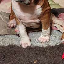 Красивая рыжая девочка Амстаффа ркф, в Москве