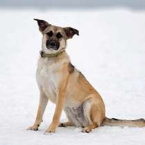 Домашняя ласковая собачка Нара в добрые руки, в Москве