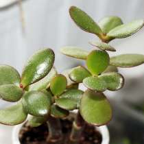 Продам комнатное растение денежное дерево- крассула, в г.Уральск