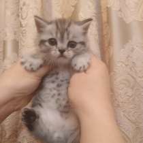 Остались 2 котят табби!!, в г.Тирасполь
