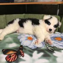 Чудесные голубоглазые мальчишки якутята, в Надыме