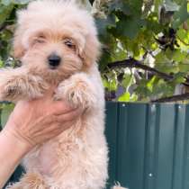 Мальтипу F - 1. Мелкий стандарт, в г.Гамбург