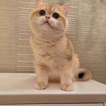 Британские девочки и мальчики, в г.Ashville