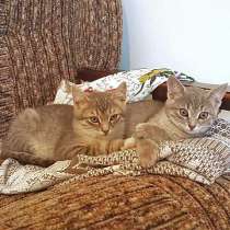 Крошки-котята благородного дымчатого окраса срочно ищут дом, в Москве