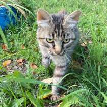 Забытые на даче ласковые котики Дымок и Черныш в добрые руки, в Москве