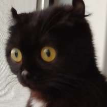 Кошка, три года, порода не известна, второй такой нет, в Пятигорске