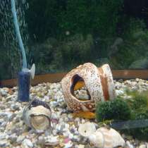 Аквариум, в Москве