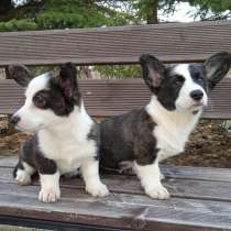 Вольш Корги Кардиган, в Великом Новгороде