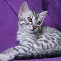 Бенгальский котенок мальчик, в Москве