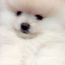 Щенки шпиц, в г.Белая Церковь