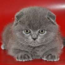 Шотландские кошечки, в Москве