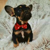 Французский бульдог экзотические щенки, в г.Белград