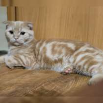 Продаю котика, в г.Астана