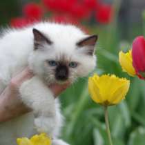 Котята Священной Бирмы, в Москве