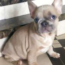 Французский бульдог. Blue eyes, в г.Aldingen