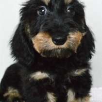 Продажа щенков таксы жесткошерстной, в Москве