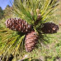 Орех кедровый сосны Сибирской, в Горно-Алтайске