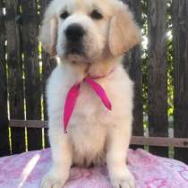 Щенки золотистого ретривера, в г.Киев