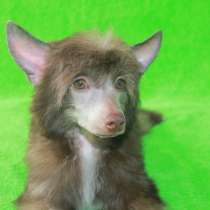 Красивый щенок КХС, в Москве