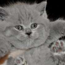 Супер красивый малыш !!!, в Москве