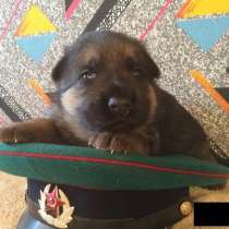 Здоровские щенята немецкой овчарки, в Иванове