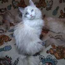 Подрощенные котята породы Ragdoll (Тряпичная кукла), в Первоуральске