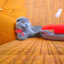 Scottish fold - девочка, в г.Кишинёв