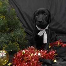 Щенки лабрадора с завидной родословной, в Красноярске