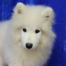 Щенки самоедской собаки, в Краснодаре