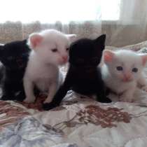 Шотландская+турецкая ангора, в Кисловодске