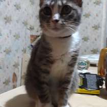 Котенок в добрые руки, в Москве