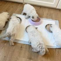 Малышки Рэгдолл, в Москве