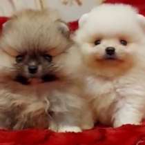 Померанский шпиц, в г.Берлин