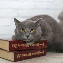 Очаровательный котик-метис британца Грей в добрые руки!, в Москве