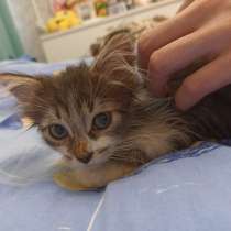 Котенок Кузя, 1,5 месяца, в Жуковском