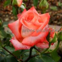 Саженцы кустовых роз из питомника, каталог роз в большом асс, в Москве