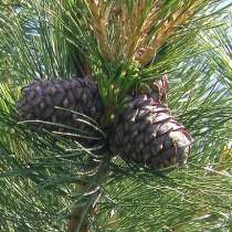 Кедр сибирский. Саженцы и посевные орехи с доставкой, в Москве