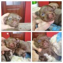 Продам высокопородных щенков чихуахуа (male) КСУ, в г.Херсон