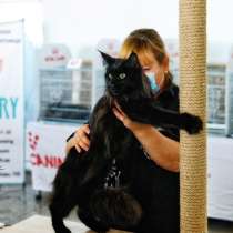 Кошка Мейн Кун, в г.Гамбург