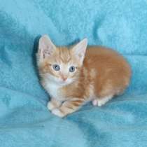 Малюсенькие рыжие котята, в Санкт-Петербурге