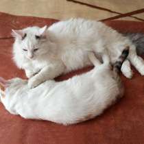 Подружки-неразлучники Апельсинка и Ромашка ищут дом, в Москве