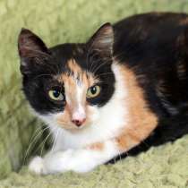 Восточная красавица Дульсинея ищет хозяина, в Москве