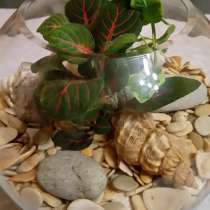 Флорариум в песочных тонах, в Ростове-на-Дону