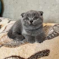 Шотландские котята, в г.Тирасполь