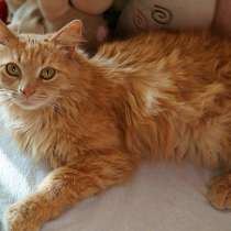 Ласковый кот Лео в добрые руки, в Москве