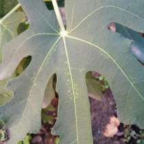 Инжир, в Славянске-на-Кубани