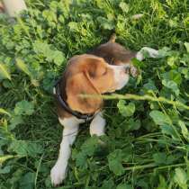 Продам щенка бигля, в г.Братислава