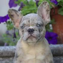 Французский бульдог. Lilac merle, в г.Bilsdorf