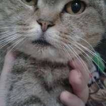 Котята, в Мичуринске